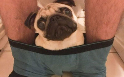 Mops koji ne napušta svoje vlasnike čak ni kada obavljaju nuždu