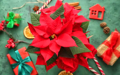 Patak-O prigodno: Održite Božićnu zvijezdu živom tijekom cijele godine!